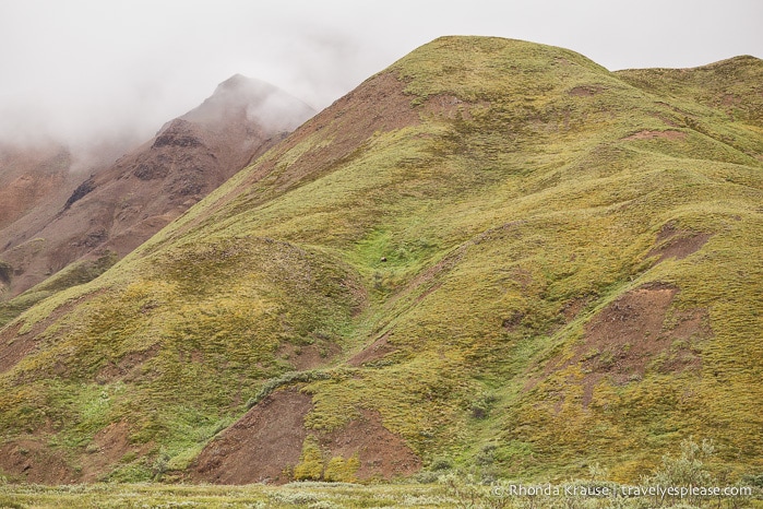 travelyesplease.com | Denali National Park- A Living Masterpiece