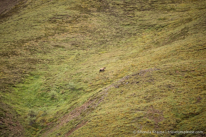 travelyesplease.com | Denali National Park- A Living Masterpiece