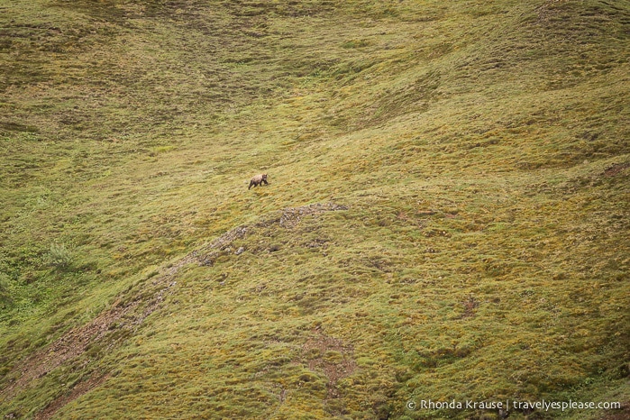 travelyesplease.com | Denali National Park- A Living Masterpiece