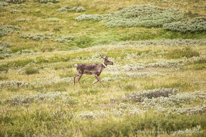 travelyesplease.com | Denali National Park- A Living Masterpiece