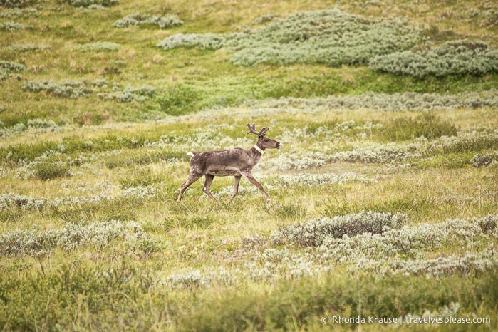 travelyesplease.com | Denali National Park- A Living Masterpiece