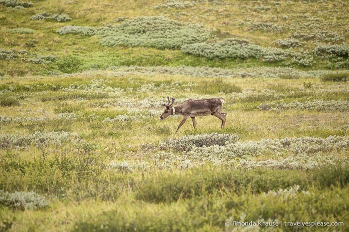 travelyesplease.com | Denali National Park- A Living Masterpiece