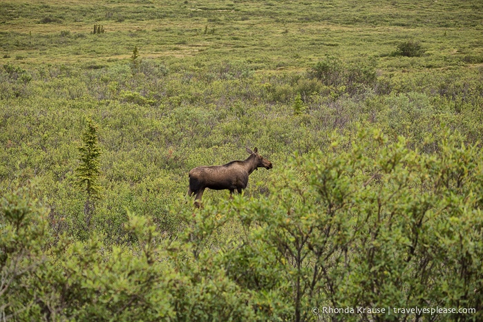 travelyesplease.com | Denali National Park- A Living Masterpiece