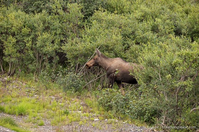 travelyesplease.com | Denali National Park- A Living Masterpiece