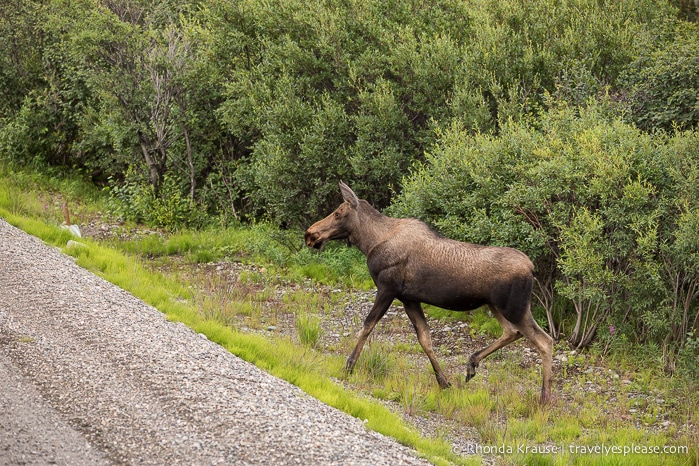 travelyesplease.com | Denali National Park- A Living Masterpiece