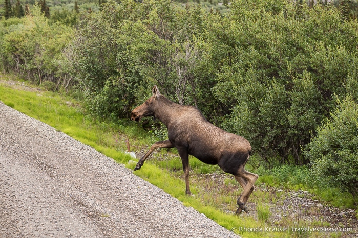 travelyesplease.com | Denali National Park- A Living Masterpiece