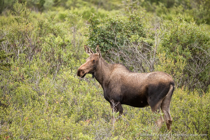 travelyesplease.com | Denali National Park- A Living Masterpiece