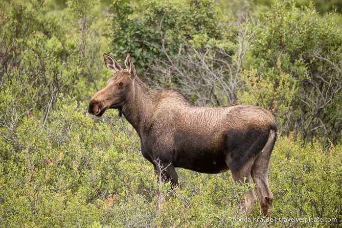 Close up view of a moose on our Denali National Park bus tour.