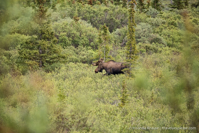 travelyesplease.com | Denali National Park- A Living Masterpiece