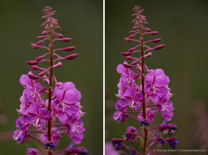 travelyesplease.com | Photo of the Week: Fireweed in Alaska