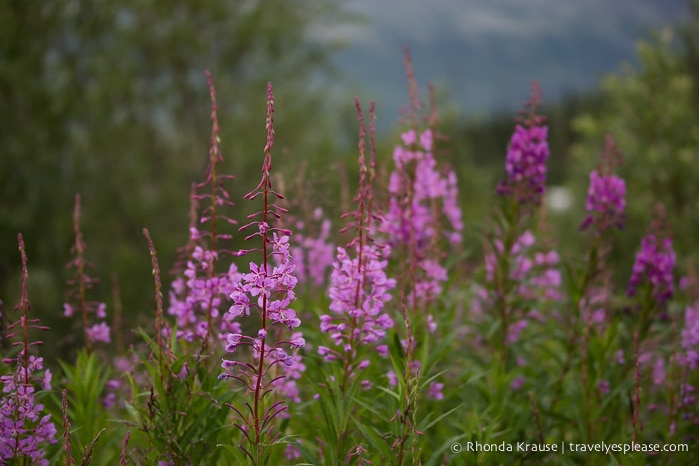 travelyesplease.com | Photo of the Week: Fireweed in Alaska