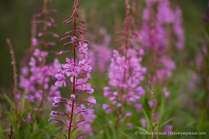 travelyesplease.com | Photo of the Week: Fireweed in Alaska