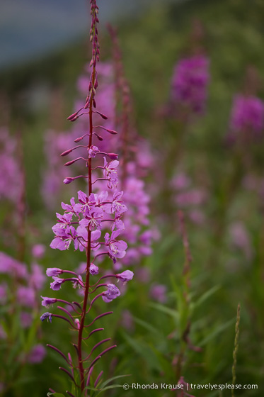 travelyesplease.com | Photo of the Week: Fireweed in Alaska