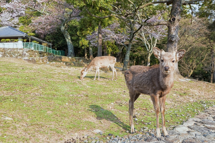 travelyesplease.com | 2 Week Japan Itinerary For Spring