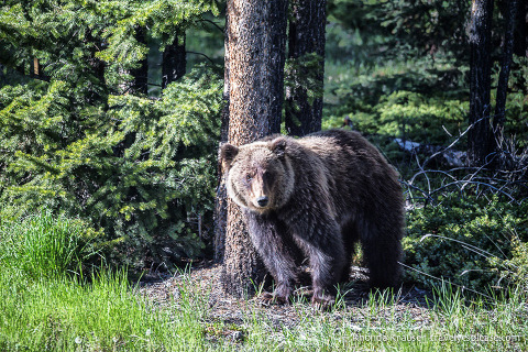 travelyesplease.com | Wildlife in Jasper National Park- Photos and Tips for Viewing Jasper Wildlife