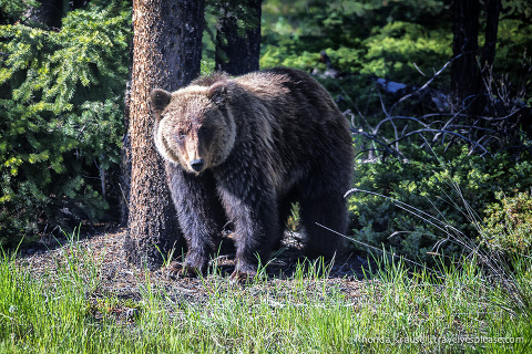 travelyesplease.com | Wildlife in Jasper National Park- Photos and Tips for Viewing Jasper Wildlife