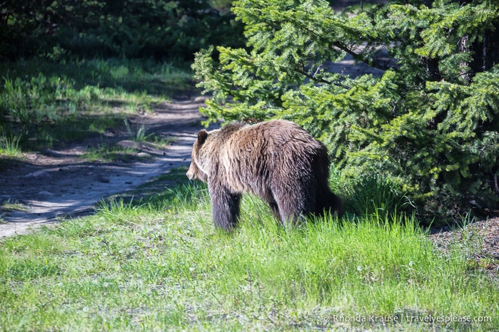 travelyesplease.com | Wildlife in Jasper National Park- Photos and Tips for Viewing Jasper Wildlife