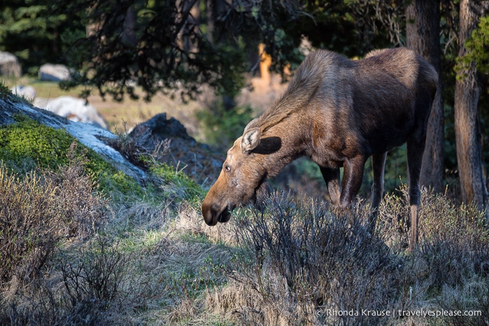 travelyesplease.com | Wildlife in Jasper National Park- Photos and Tips for Viewing Jasper Wildlife