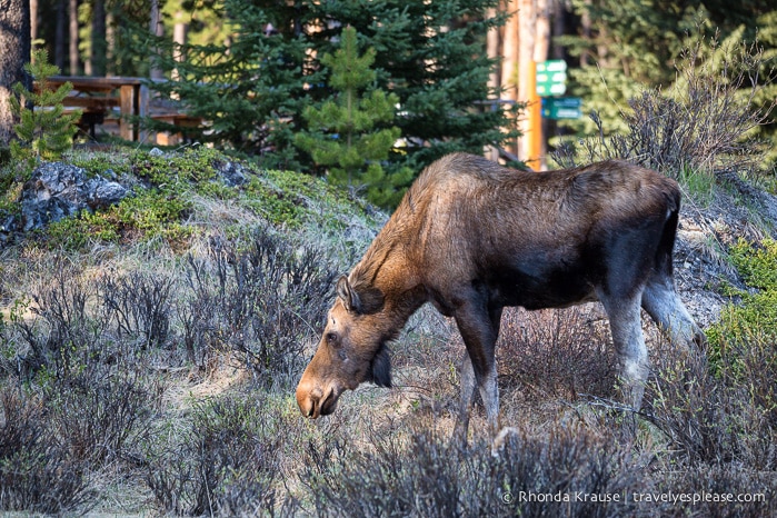 travelyesplease.com | Wildlife in Jasper National Park- Photos and Tips for Viewing Jasper Wildlife