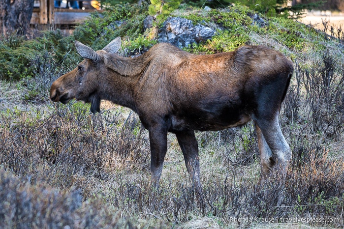 travelyesplease.com | Wildlife in Jasper National Park- Photos and Tips for Viewing Jasper Wildlife