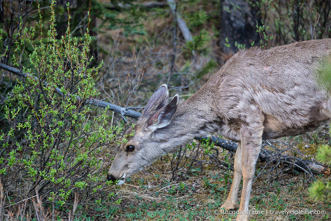 travelyesplease.com | Wildlife in Jasper National Park- Photos and Tips for Viewing Jasper Wildlife