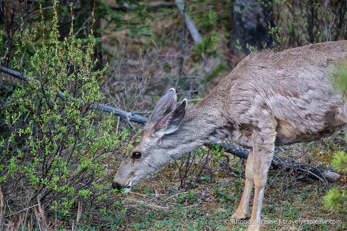 travelyesplease.com | Wildlife in Jasper National Park- Photos and Tips for Viewing Jasper Wildlife