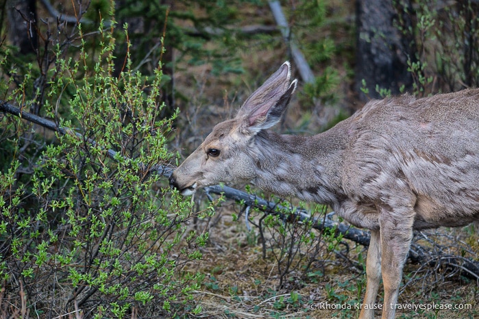 travelyesplease.com | Wildlife in Jasper National Park- Photos and Tips for Viewing Jasper Wildlife