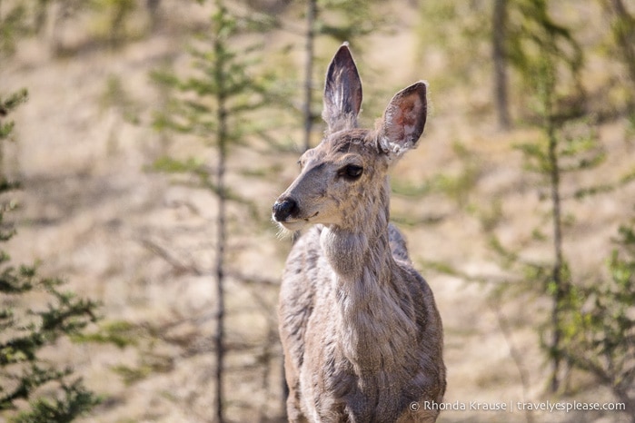 travelyesplease.com | Wildlife in Jasper National Park- Photos and Tips for Viewing Jasper Wildlife