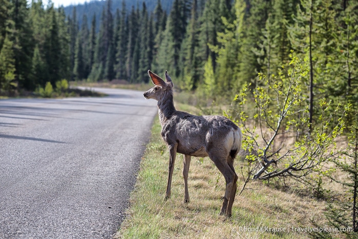 travelyesplease.com | Wildlife in Jasper National Park- Photos and Tips for Viewing Jasper Wildlife