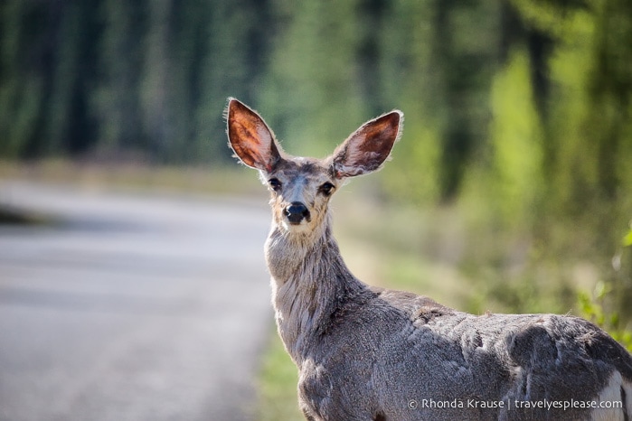 travelyesplease.com | Wildlife in Jasper National Park- Photos and Tips for Viewing Jasper Wildlife