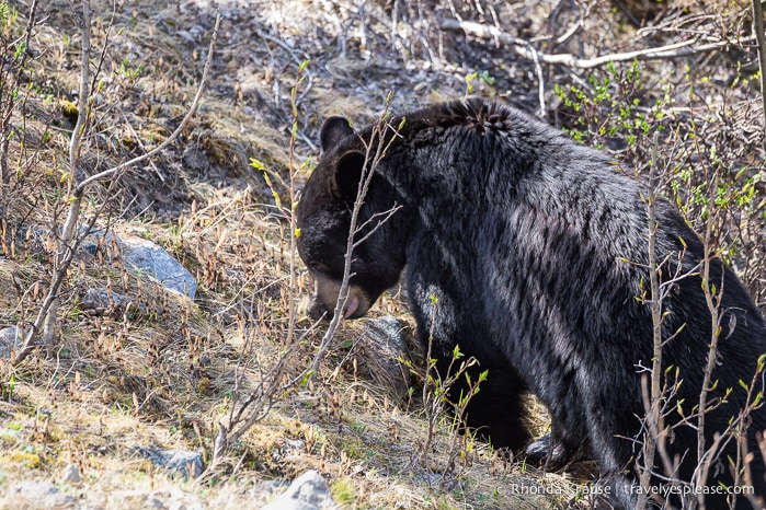 travelyesplease.com | Wildlife in Jasper National Park- Photos and Tips for Viewing Jasper Wildlife