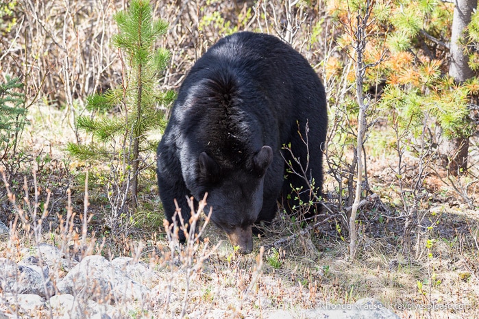 travelyesplease.com | Wildlife in Jasper National Park- Photos and Tips for Viewing Jasper Wildlife