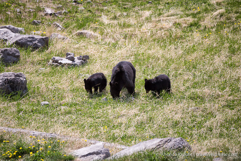 travelyesplease.com | Wildlife in Jasper National Park- Photos and Tips for Viewing Jasper Wildlife