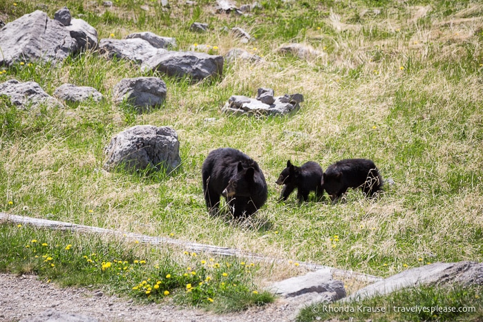 travelyesplease.com | Wildlife in Jasper National Park- Photos and Tips for Viewing Jasper Wildlife