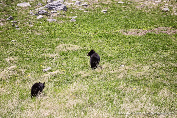 travelyesplease.com | Wildlife in Jasper National Park- Photos and Tips for Viewing Jasper Wildlife