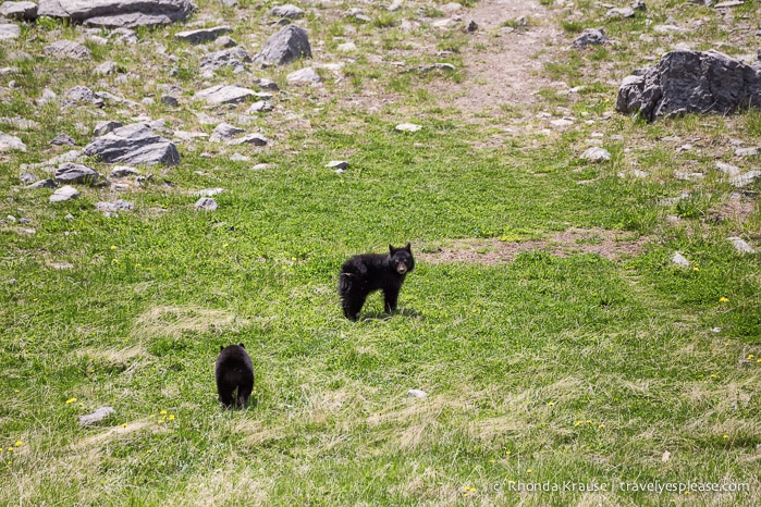 travelyesplease.com | Wildlife in Jasper National Park- Photos and Tips for Viewing Jasper Wildlife