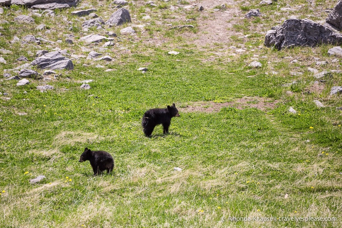 travelyesplease.com | Wildlife in Jasper National Park- Photos and Tips for Viewing Jasper Wildlife