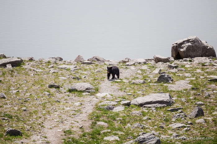 travelyesplease.com | Wildlife in Jasper National Park- Photos and Tips for Viewing Jasper Wildlife