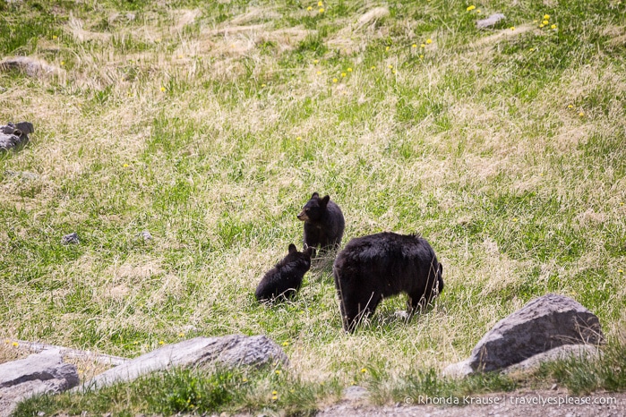 travelyesplease.com | Wildlife in Jasper National Park- Photos and Tips for Viewing Jasper Wildlife