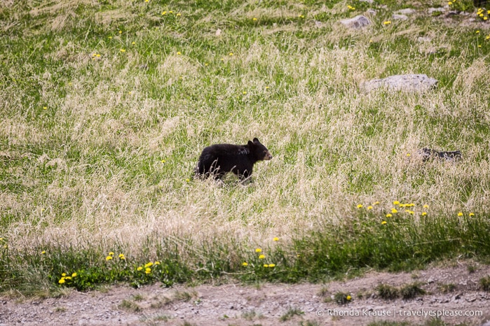 travelyesplease.com | Wildlife in Jasper National Park- Photos and Tips for Viewing Jasper Wildlife