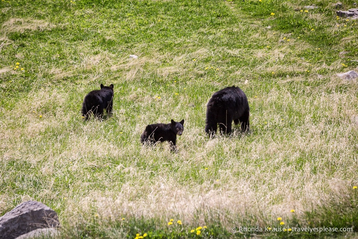 travelyesplease.com | Wildlife in Jasper National Park- Photos and Tips for Viewing Jasper Wildlife