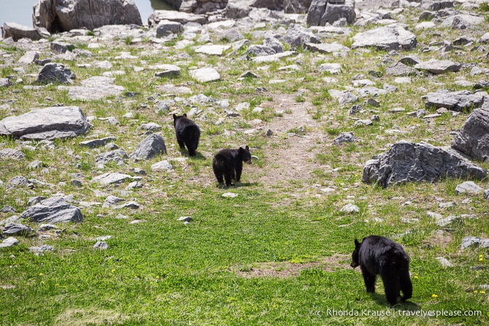 travelyesplease.com | Wildlife in Jasper National Park- Photos and Tips for Viewing Jasper Wildlife