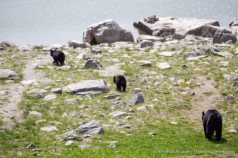 travelyesplease.com | Wildlife in Jasper National Park- Photos and Tips for Viewing Jasper Wildlife