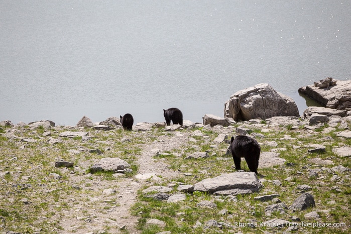 travelyesplease.com | Wildlife in Jasper National Park- Photos and Tips for Viewing Jasper Wildlife