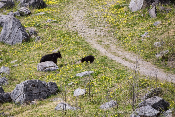 travelyesplease.com | Wildlife in Jasper National Park- Photos and Tips for Viewing Jasper Wildlife