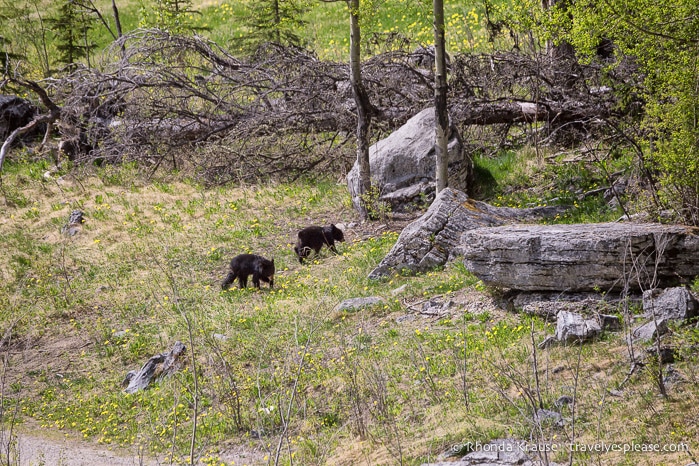 travelyesplease.com | Wildlife in Jasper National Park- Photos and Tips for Viewing Jasper Wildlife