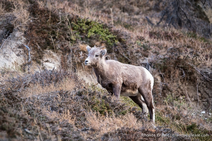 travelyesplease.com | Wildlife in Jasper National Park- Photos and Tips for Viewing Jasper Wildlife