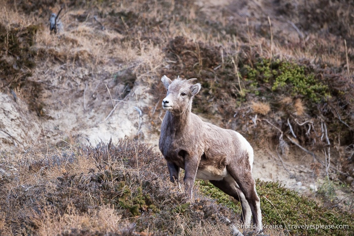 travelyesplease.com | Wildlife in Jasper National Park- Photos and Tips for Viewing Jasper Wildlife