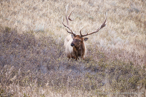 travelyesplease.com | Wildlife in Jasper National Park- Photos and Tips for Viewing Jasper Wildlife