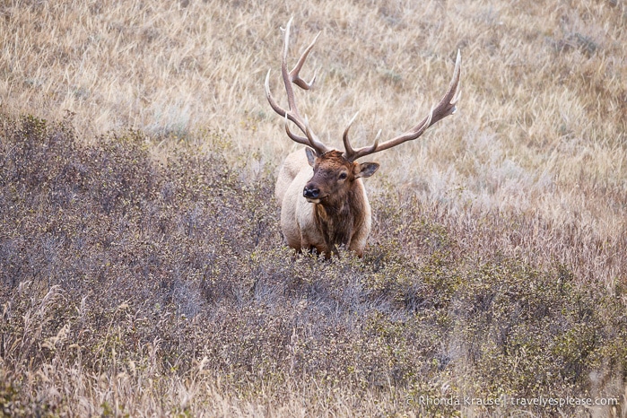 travelyesplease.com | Wildlife in Jasper National Park- Photos and Tips for Viewing Jasper Wildlife